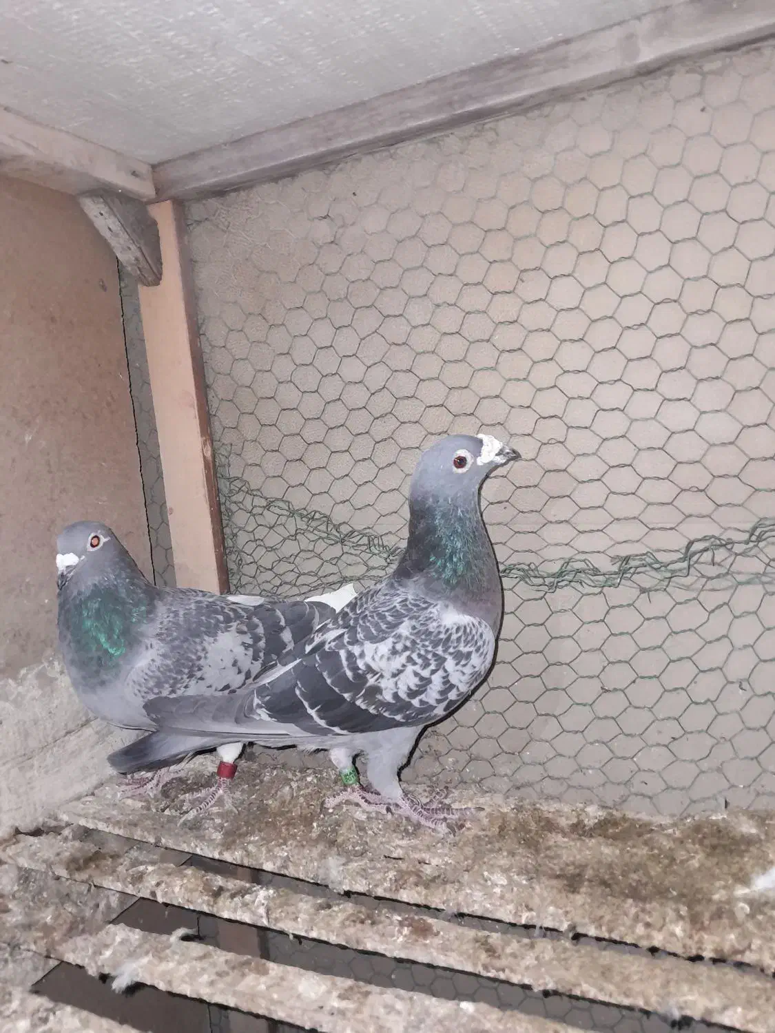 پلاکی مسافتی المانی پولکی قره|حیوانات مزرعه|مشهد, کوی دروی|دیوار