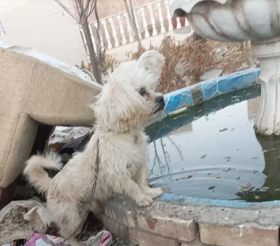 سگ پاکوتاه|سگ|مشهد, مقصود آباد|دیوار