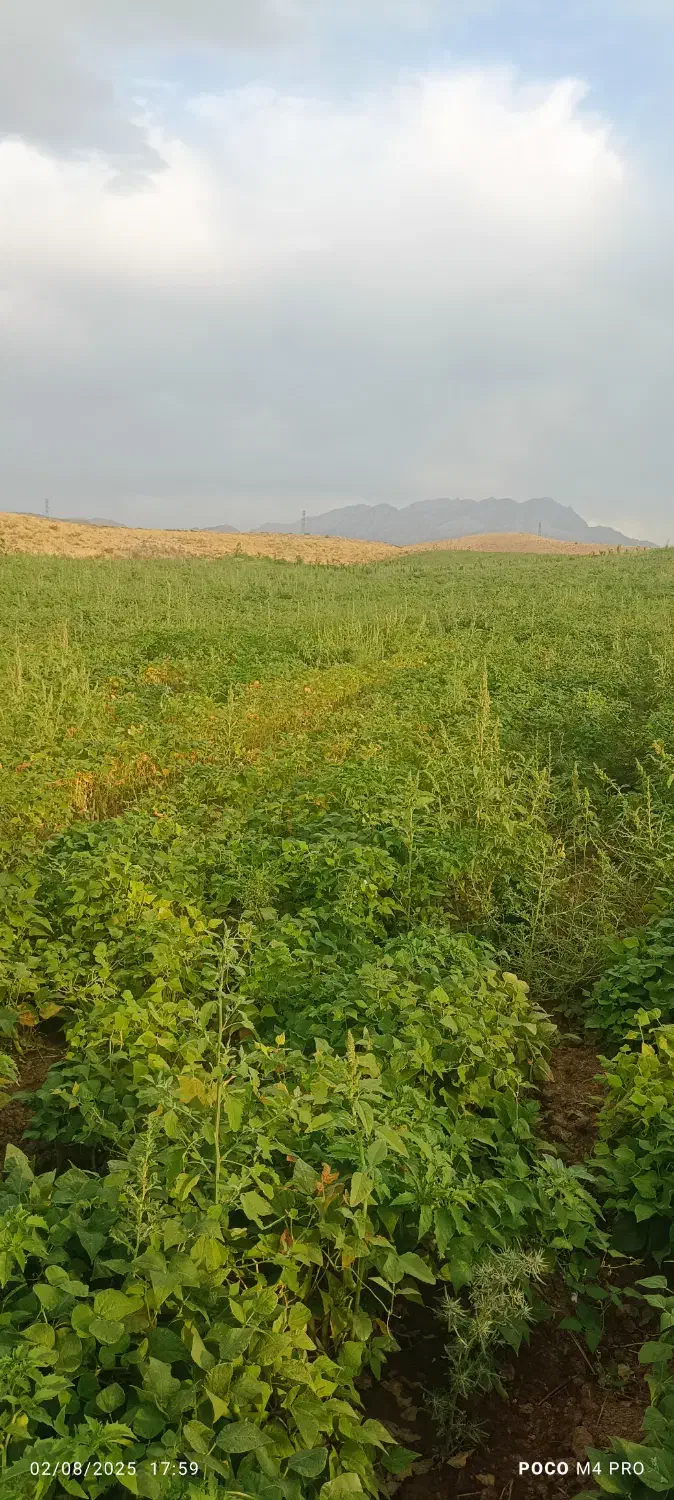 علوفه کاه لوبیا و یونجه|حیوانات مزرعه|فلارد, |دیوار