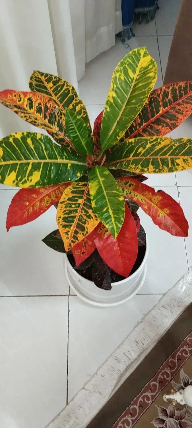 گل وگلدان|گل و گیاه طبیعی|مشهد, نوید|دیوار