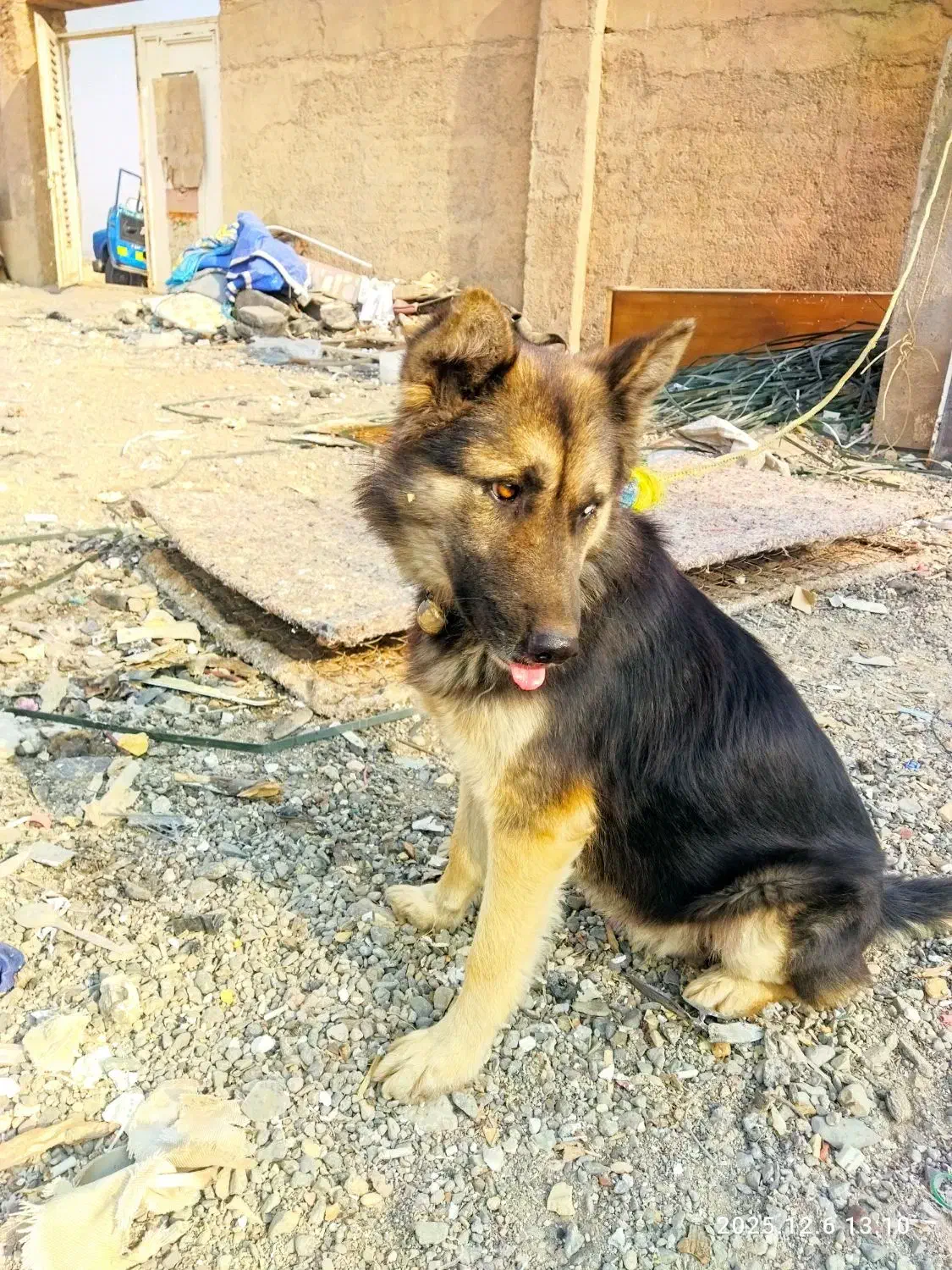 سگ نگهبان|سگ|قم, جمکران|دیوار