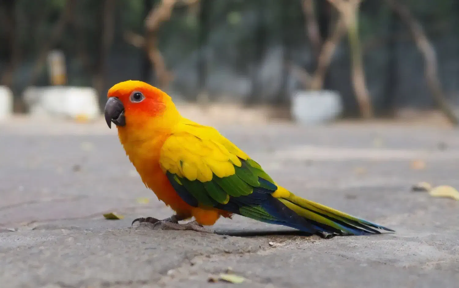 گرینچک و طوطی خورشیدی|پرنده|بندرعباس, |دیوار