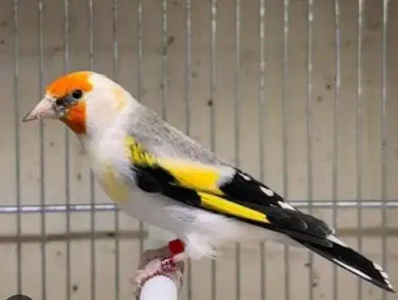 پذیرش پرندگان واگذاری قناری سهره فنچ پرنده|پرنده|تهران, مجیدآباد|دیوار