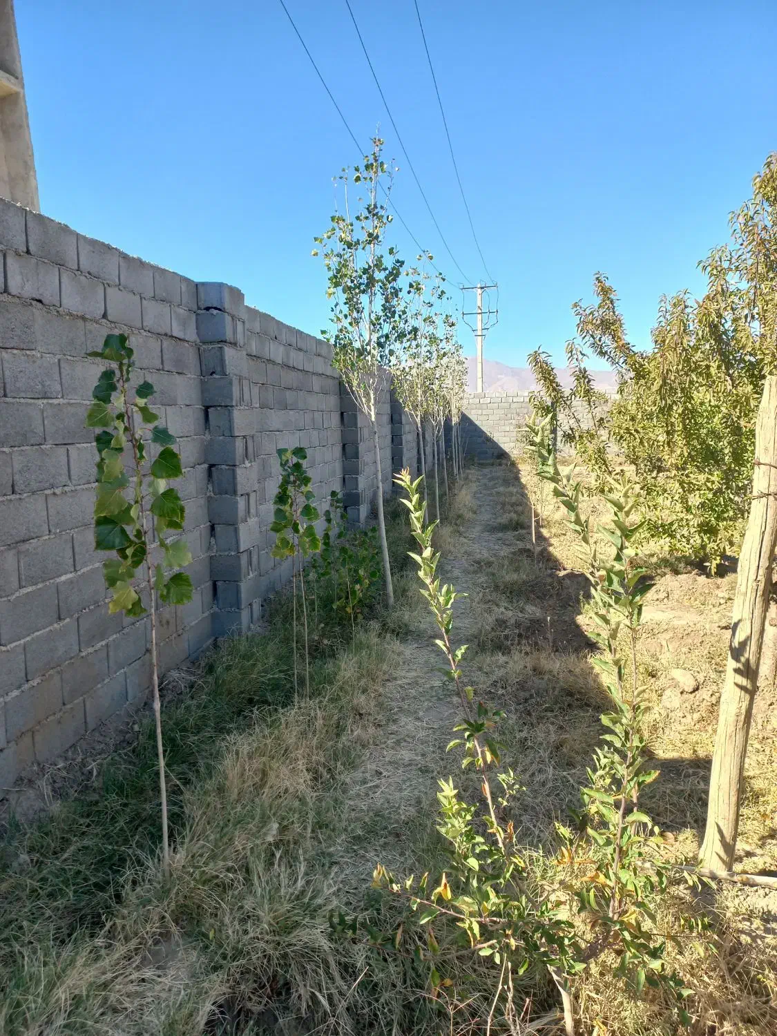 باغ نعمت الله|فروش خانه و ویلا|صوفیان, |دیوار