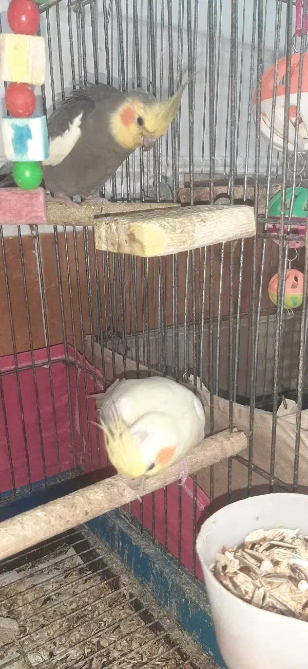 فروش دو جفت عروس هلندی با تخم و جوجه|پرنده|بندرعباس, |دیوار