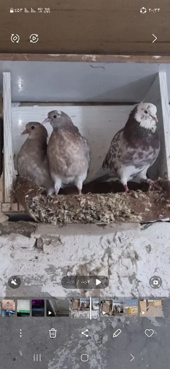 قیمت مقطوع مقطوع|پرنده|قرچک, زیبا شهر|دیوار