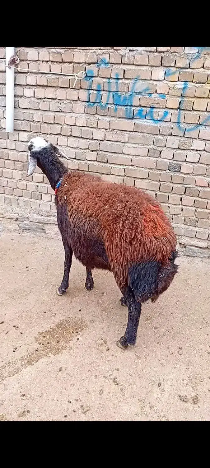 گوسفند|حیوانات مزرعه|بروجرد, |دیوار