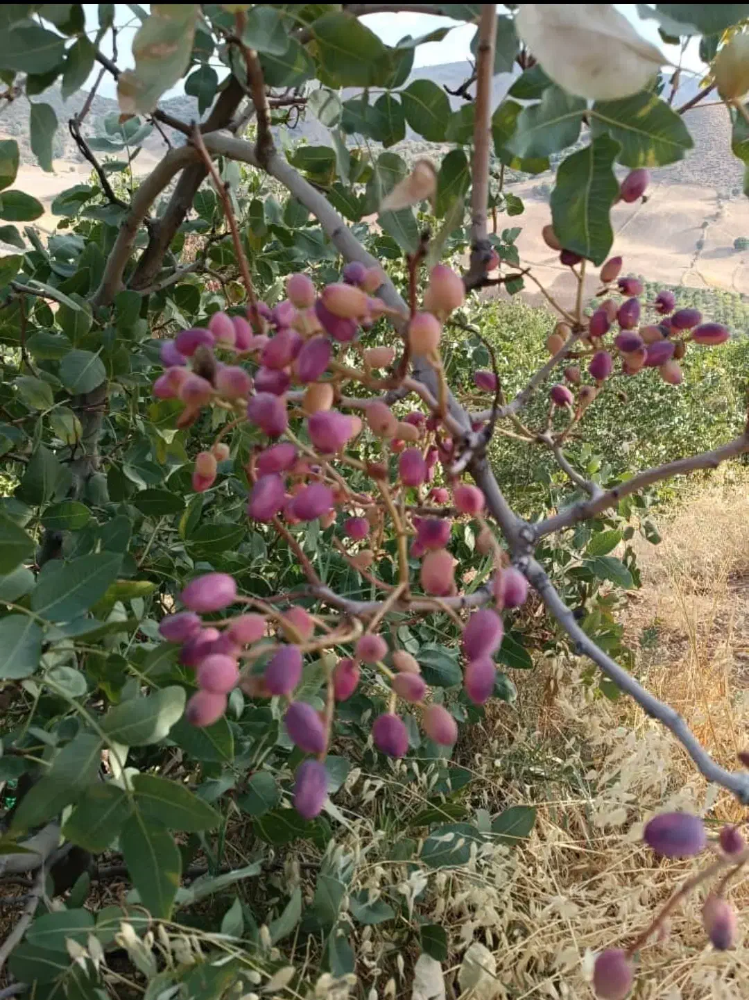 زمین آبی|فروش دفتر صنعتی، کشاورزی، تجاری|کوهنانی, |دیوار