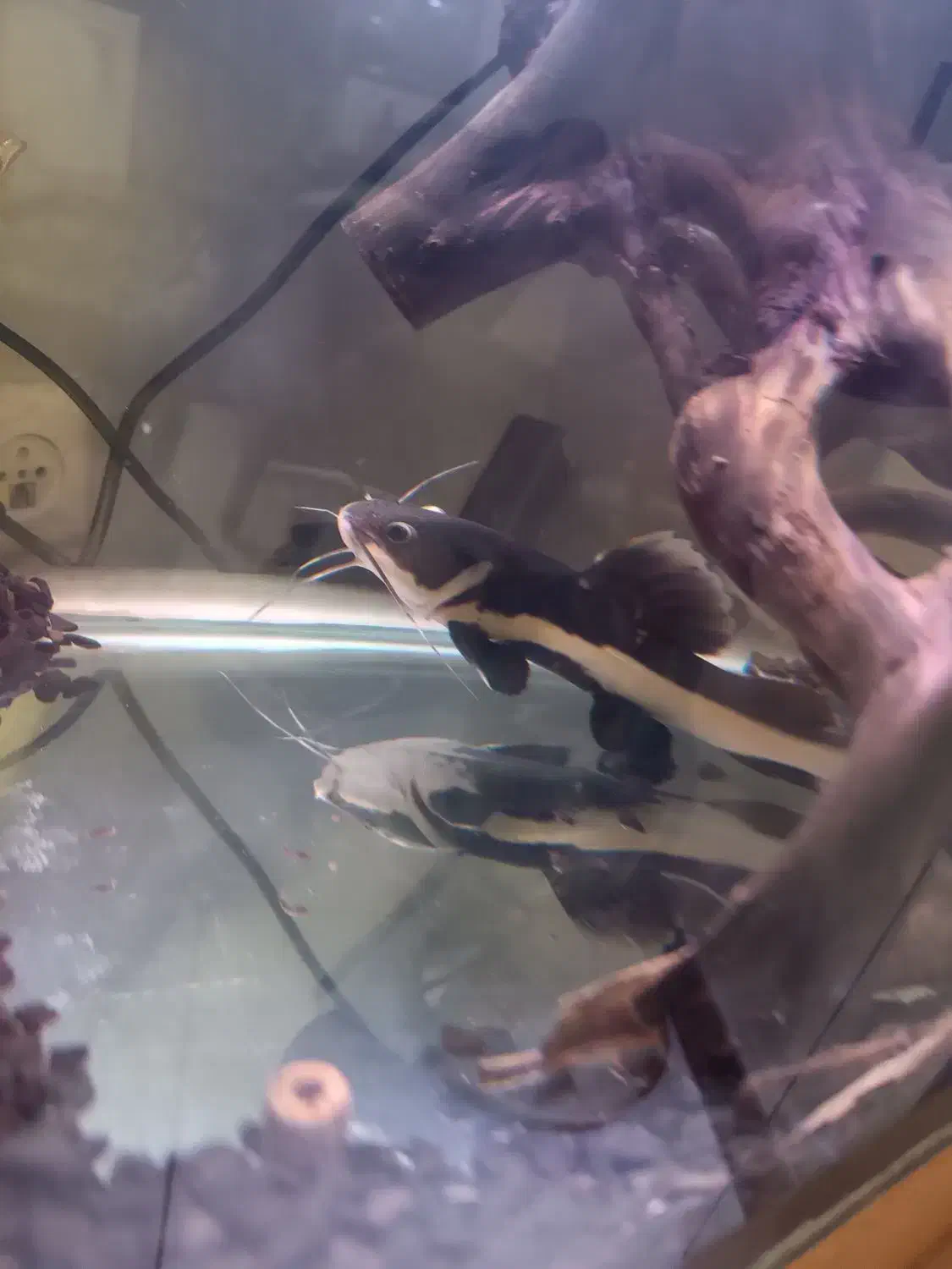 ماهی رتیل|ماهی|اندیشه, شهرک المهدی|دیوار