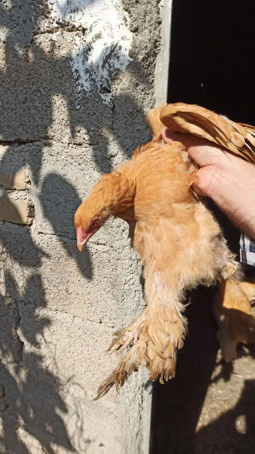 تعدادی مرغ و خروس و جوجه برهما|حیوانات مزرعه|طارم, |دیوار