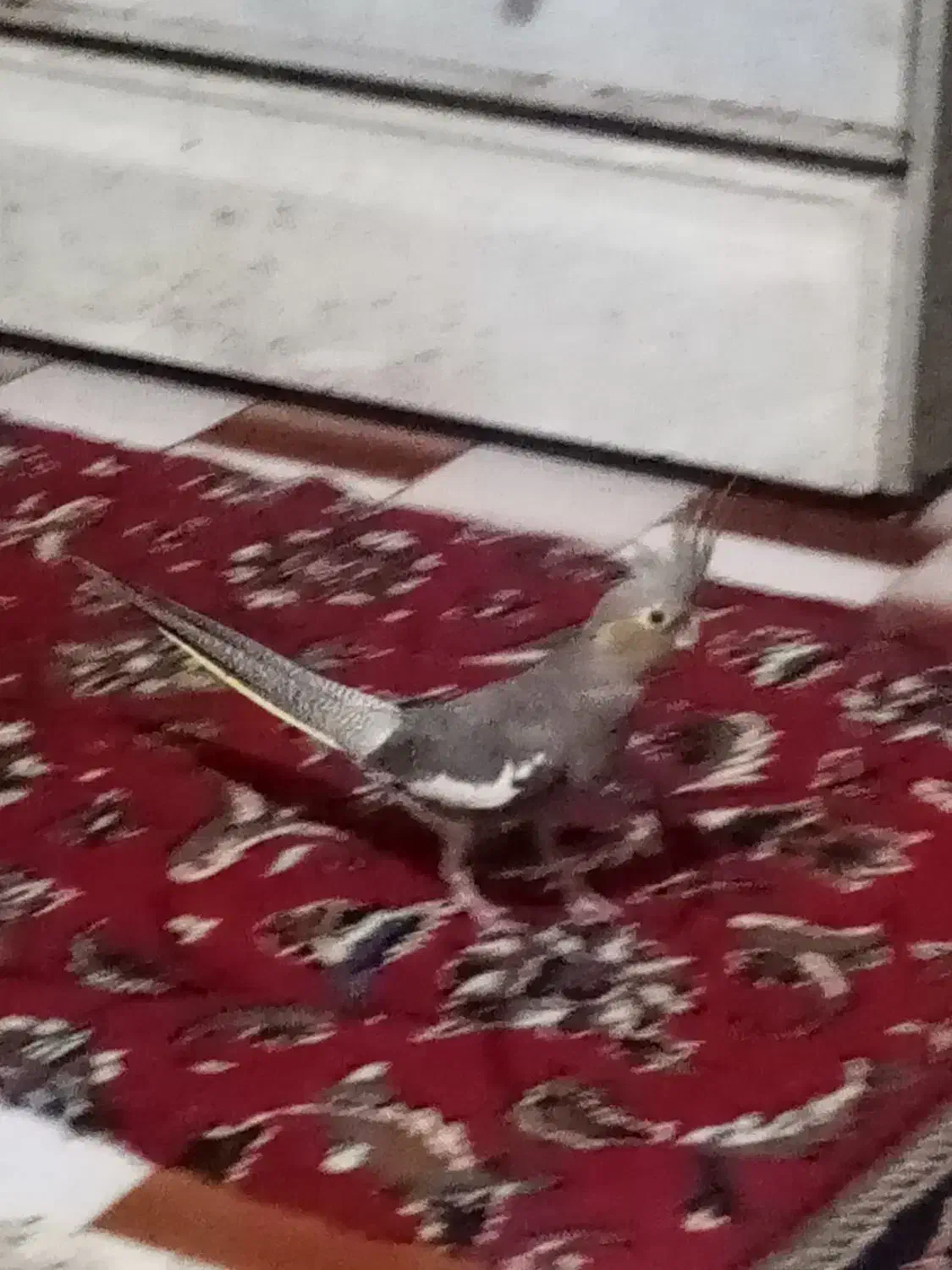 عروس هلندی سالم ودستی با قفسه چای غذا واب|پرنده|قائم‌شهر, |دیوار