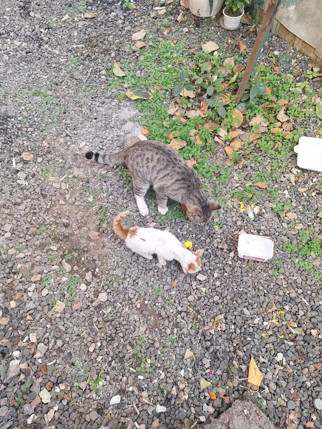 بچه گربه|گربه|سیاهکل, |دیوار