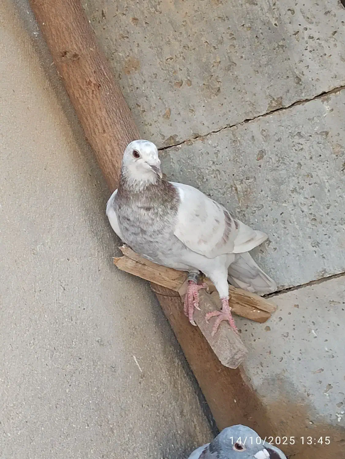 کبوترخارجی|پرنده|شبانکاره, |دیوار