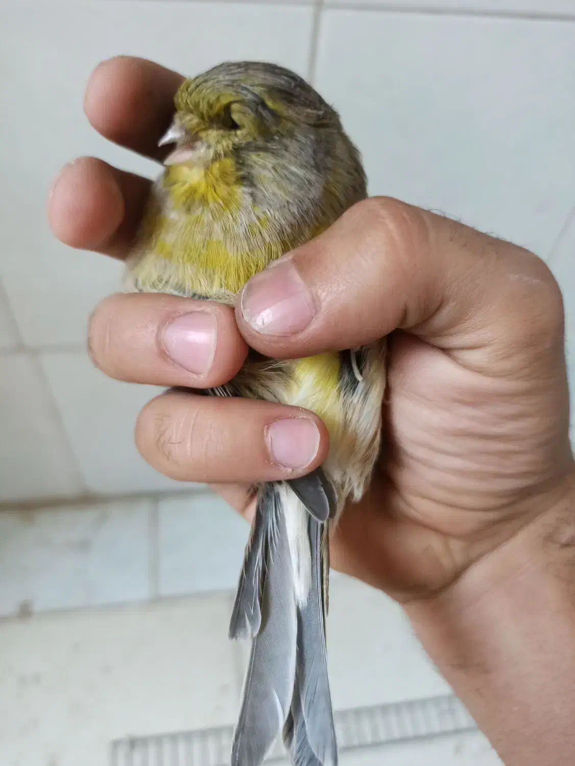 قناری ماده گلاستر هوش آماده|پرنده|اسدآباد, |دیوار