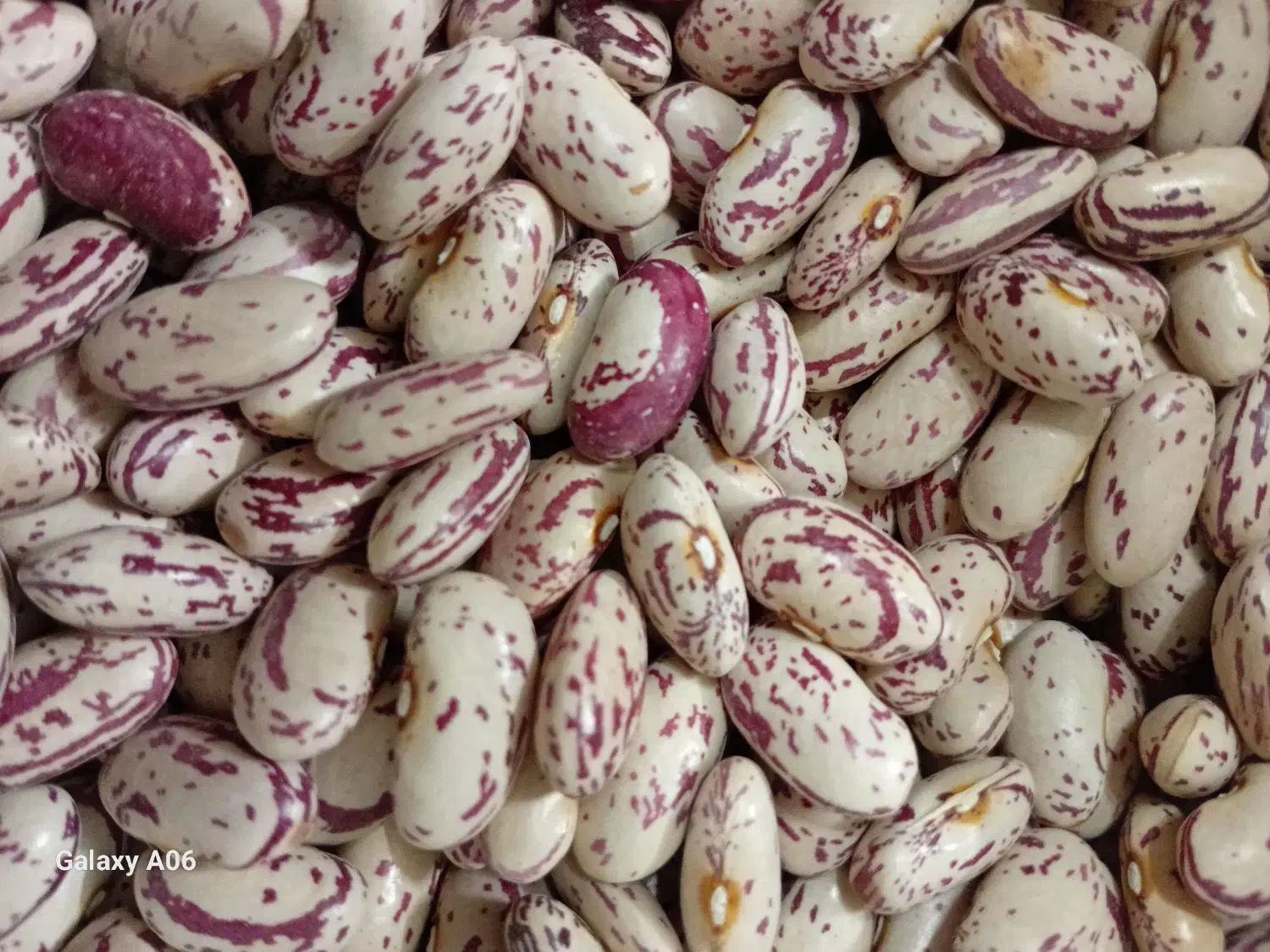 لوبیا چیتی|عمدهفروشی|نهاوند, |دیوار