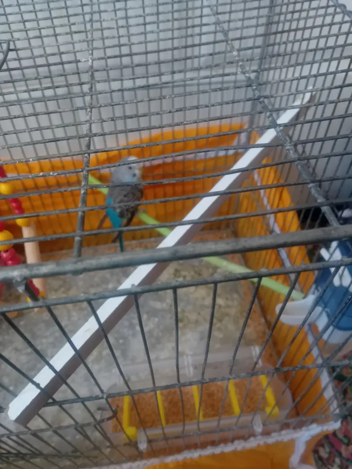 قیمت ۱۵۰|پرنده|حمیدیا, |دیوار