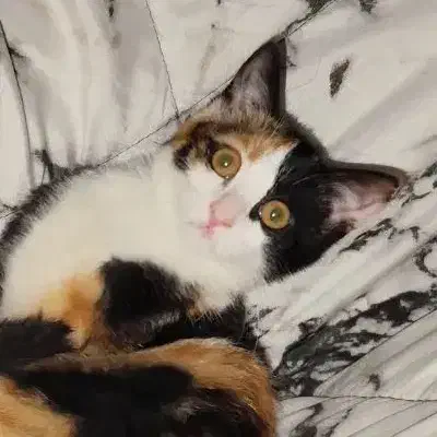 واگذاری گربه|گربه|کرمان, |دیوار