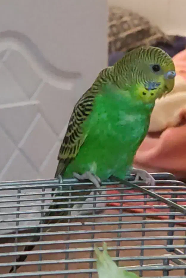 یک عدد مرغ عشق نر زیبا|پرنده|بندر کنگان, |دیوار