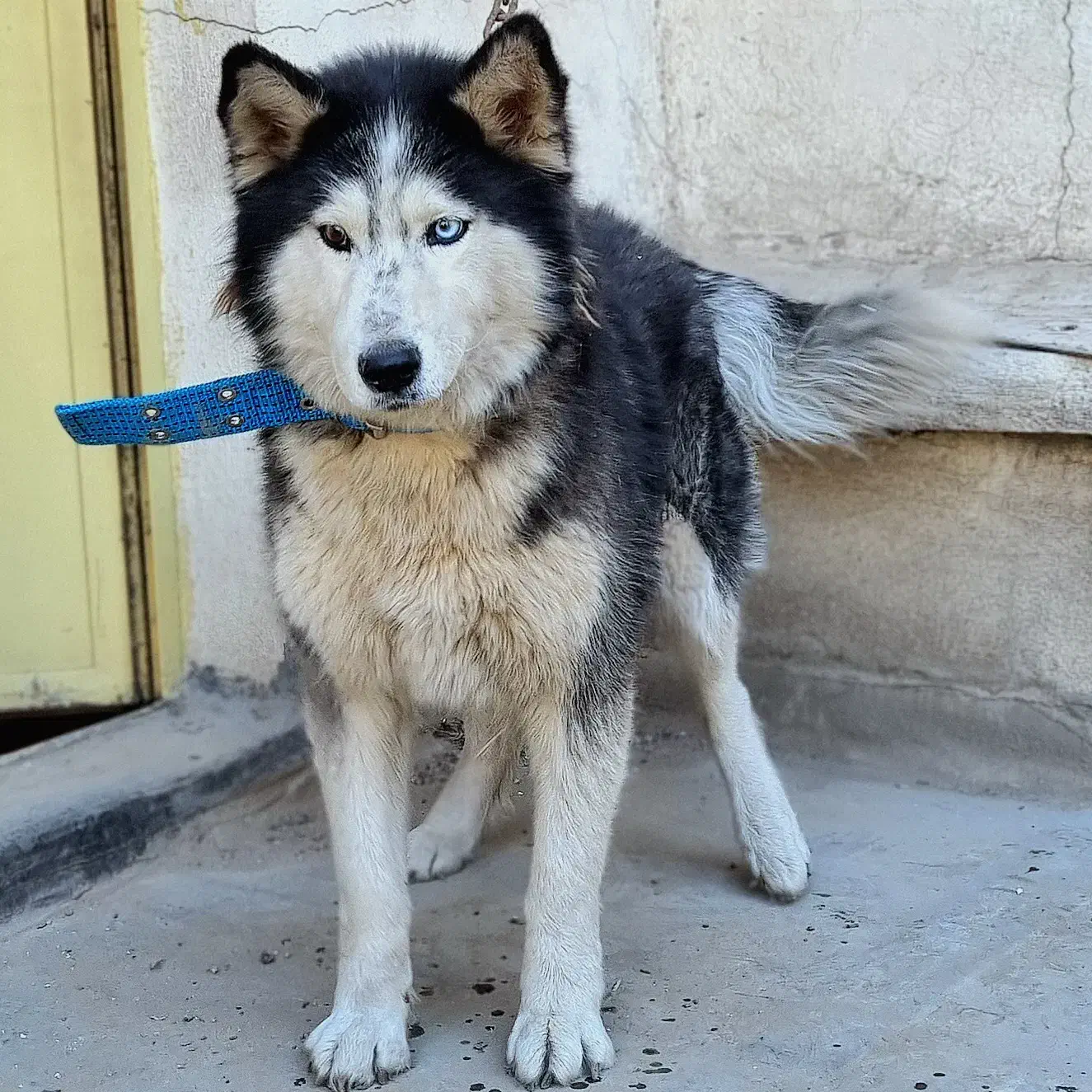 سگ هاسکی اصیل خالص چشم یخی مالاموت ماده|سگ|تهران, خرمشهر|دیوار