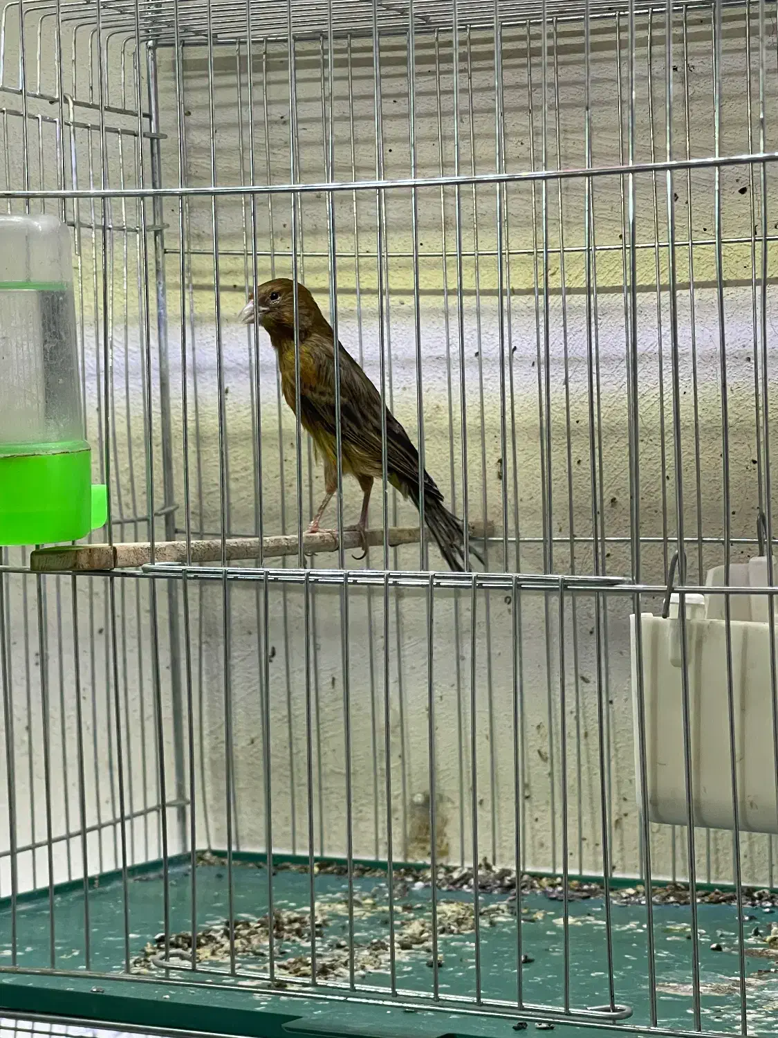 ماده قناری|پرنده|کرمان, |دیوار