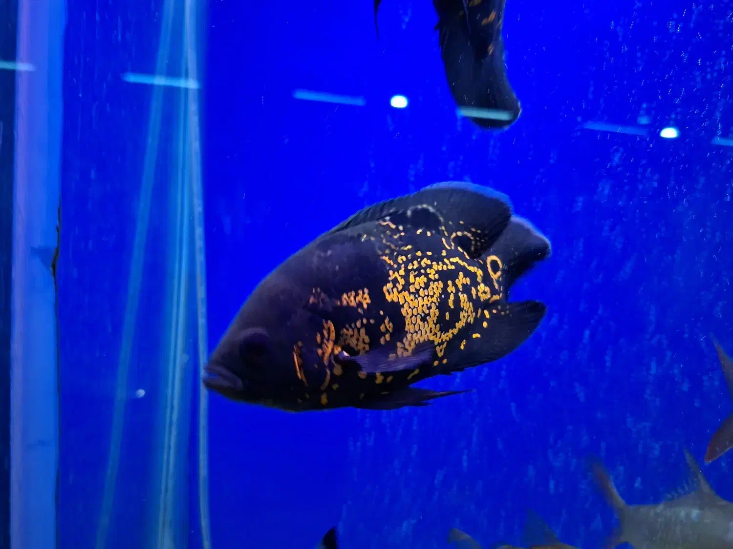 ماهی اسکار|ماهی|ملایر, |دیوار