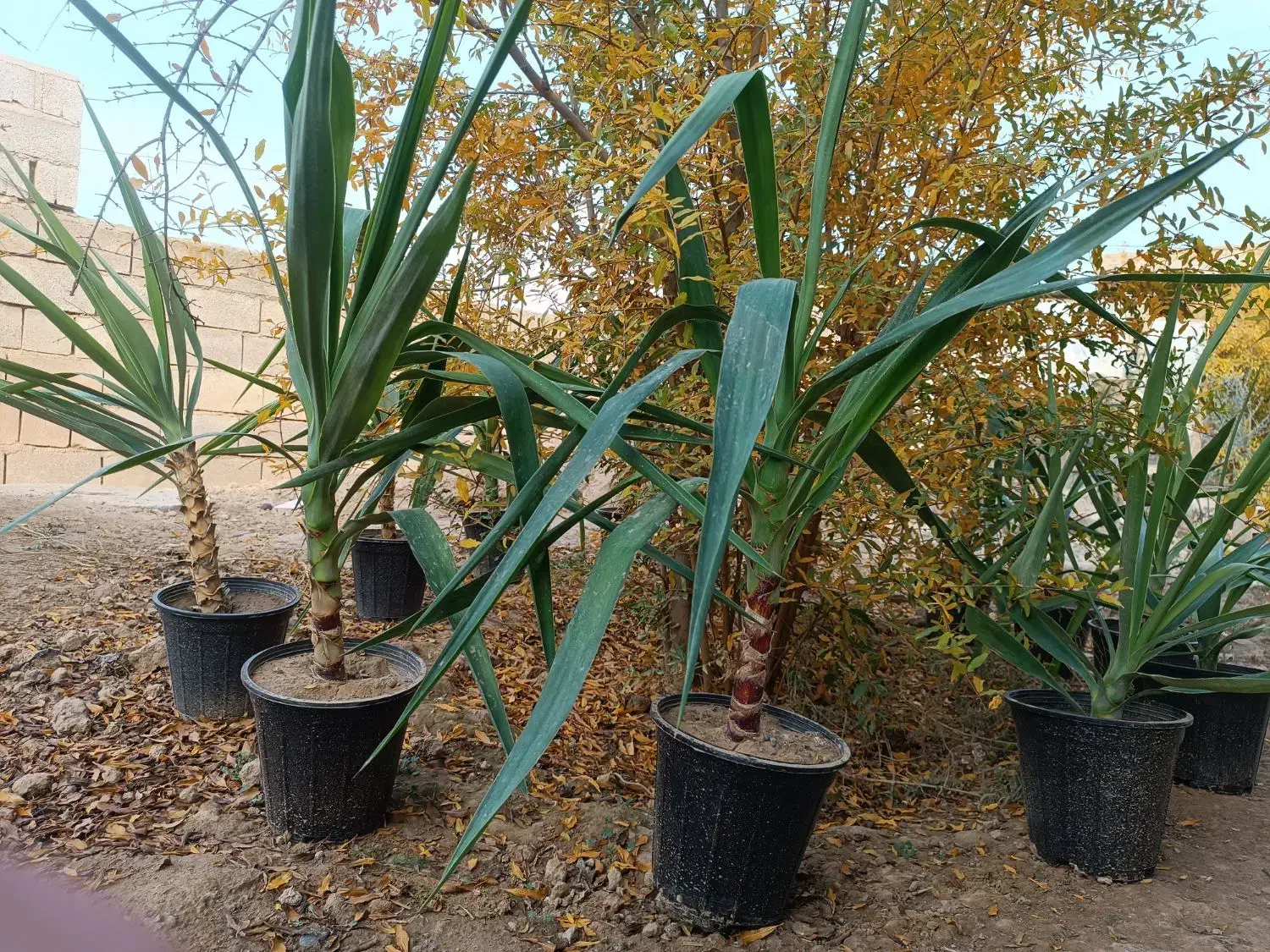 گل یوکا|گل و گیاه طبیعی|گنبد کاووس, |دیوار