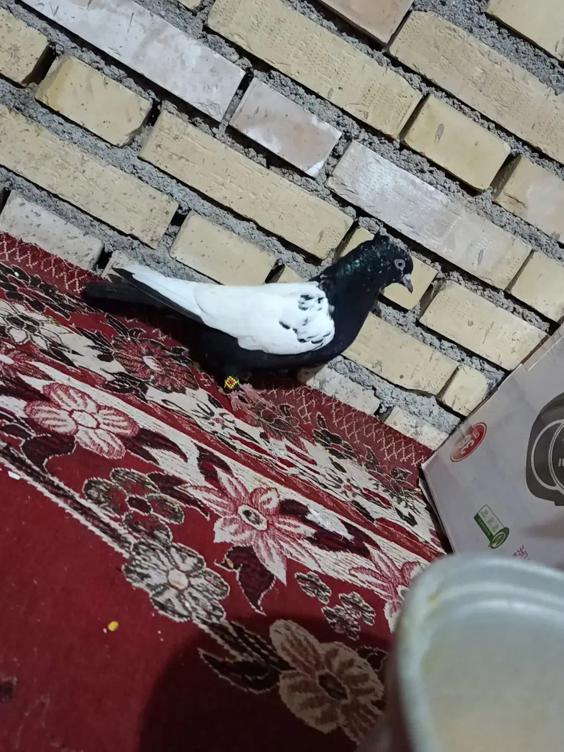 کبوتر رنگی|پرنده|شوشتر, |دیوار