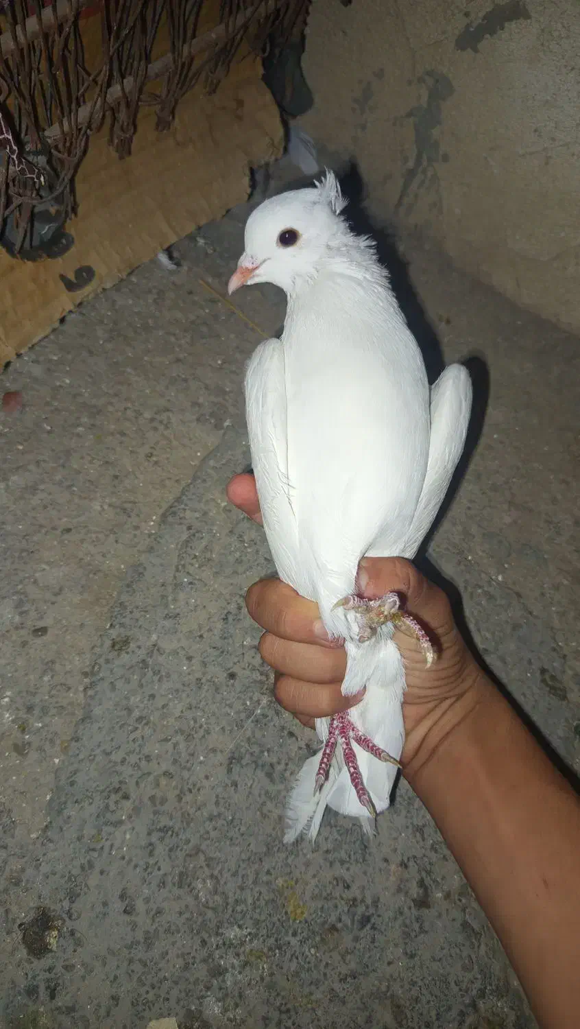 یک عدد سفید کاکل پا صاف نر مست|پرنده|دهدشت, |دیوار