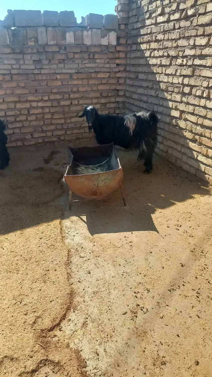 ۱۲۳|حیوانات مزرعه|پلدختر, |دیوار