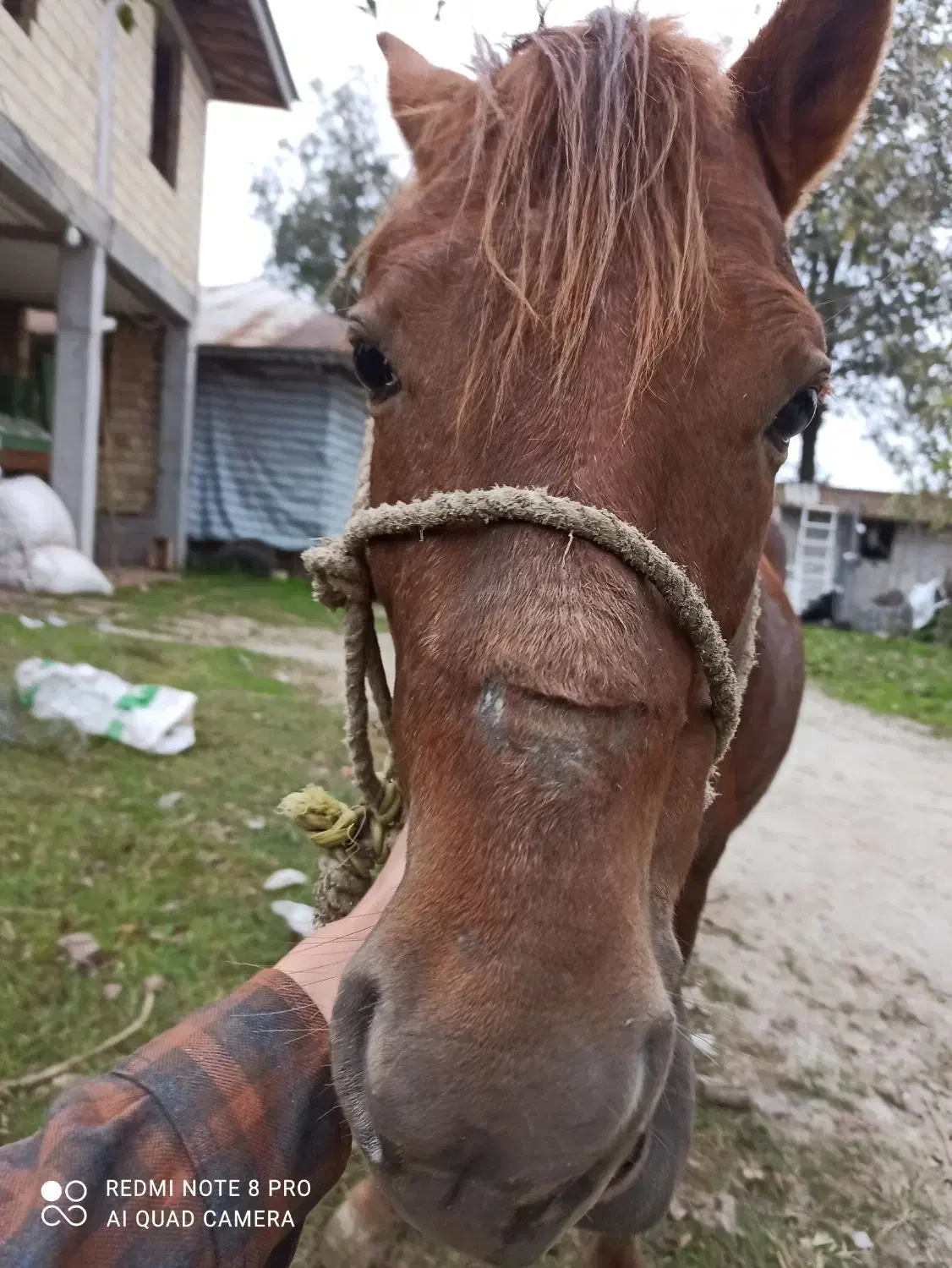 اسب دوسر خزر کاسپین|اسب و تجهیزات اسبسواری|فومن, |دیوار