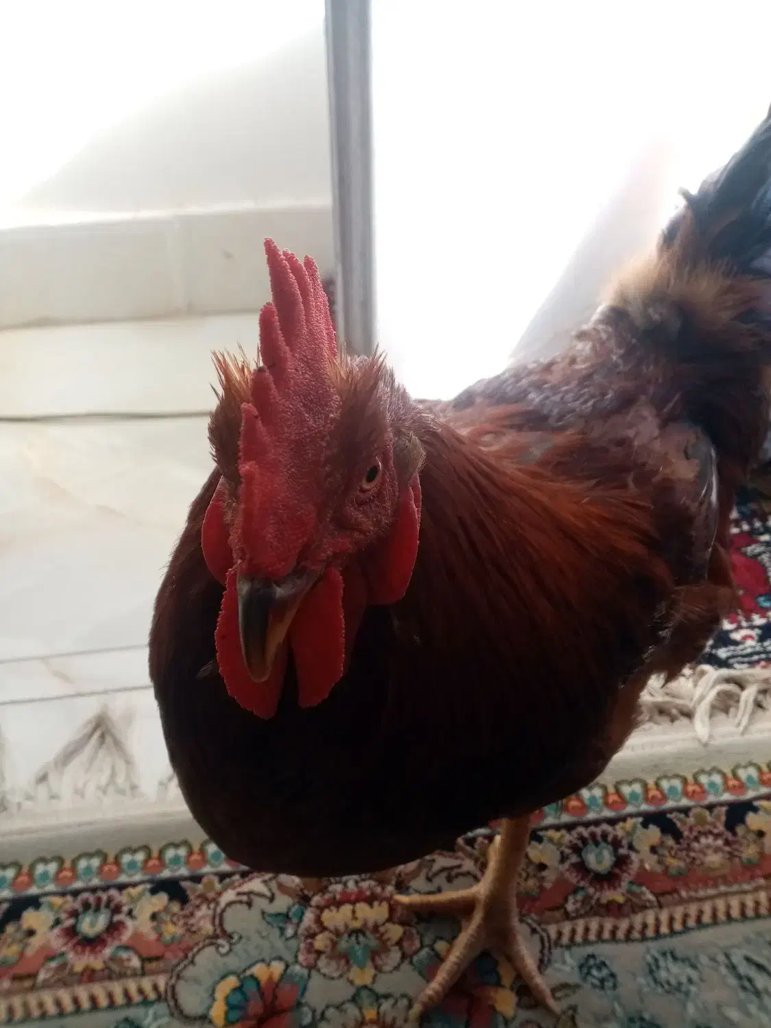 خروس چاق وچله وجوان به قیمت مناسب|حیوانات مزرعه|تربتحیدریه, کاشانی|دیوار