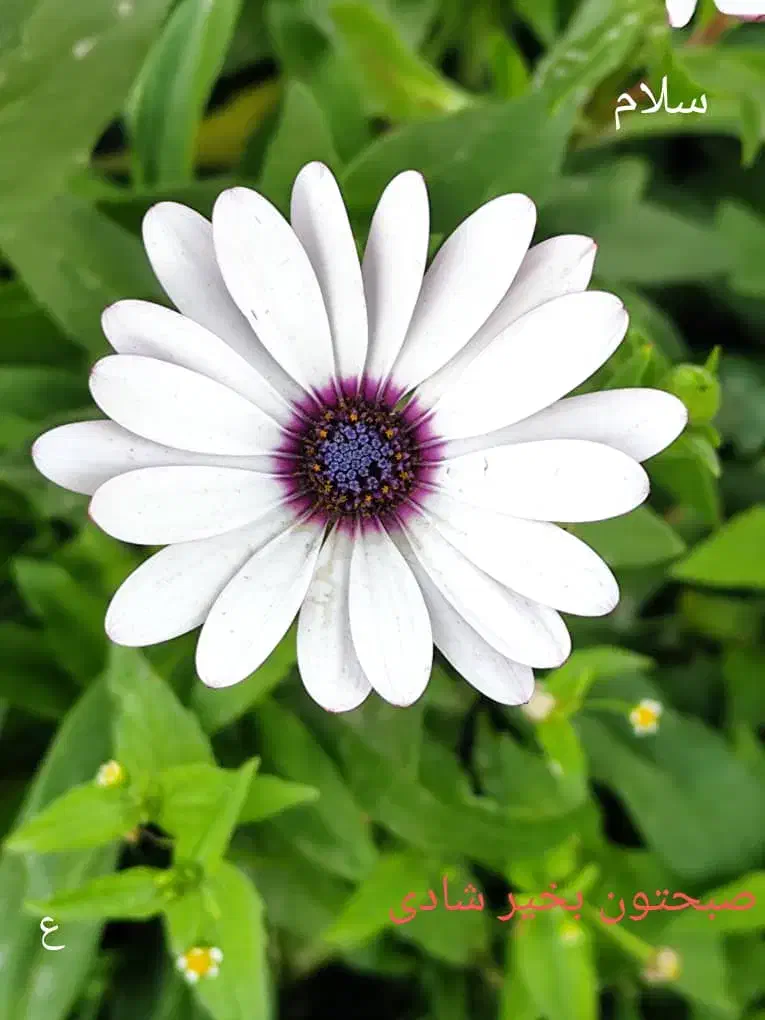 نیازمند نظافتچی|استخدام سرایداری و نظافت|اردبیل, |دیوار