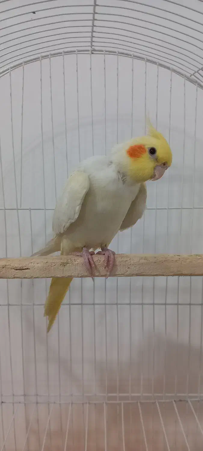 عروس هلندی لوتینو|پرنده|دهگلان, |دیوار