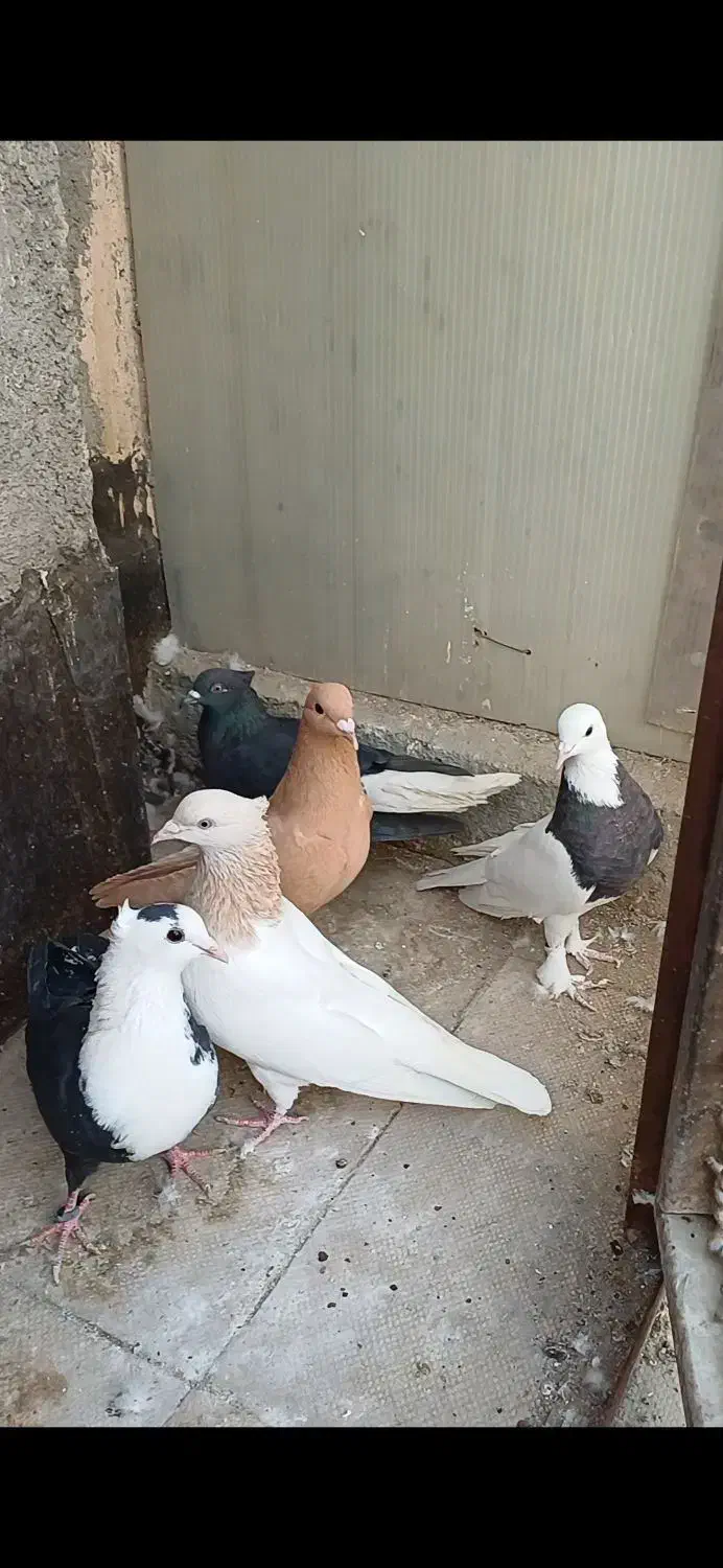 نروماده کراواتی کاکلی|پرنده|مشهد, گلبرگ|دیوار