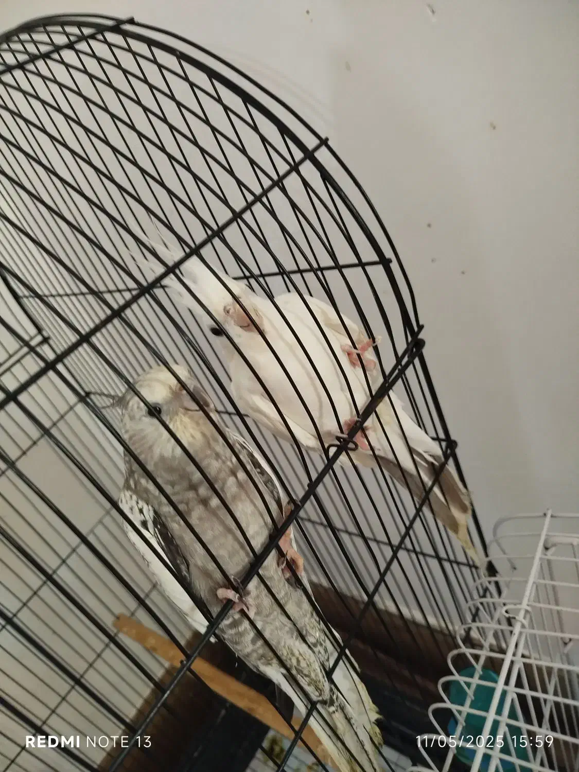 یک جفت عروس هلندی و یک جفت برزیلی|پرنده|بندر ترکمن, |دیوار