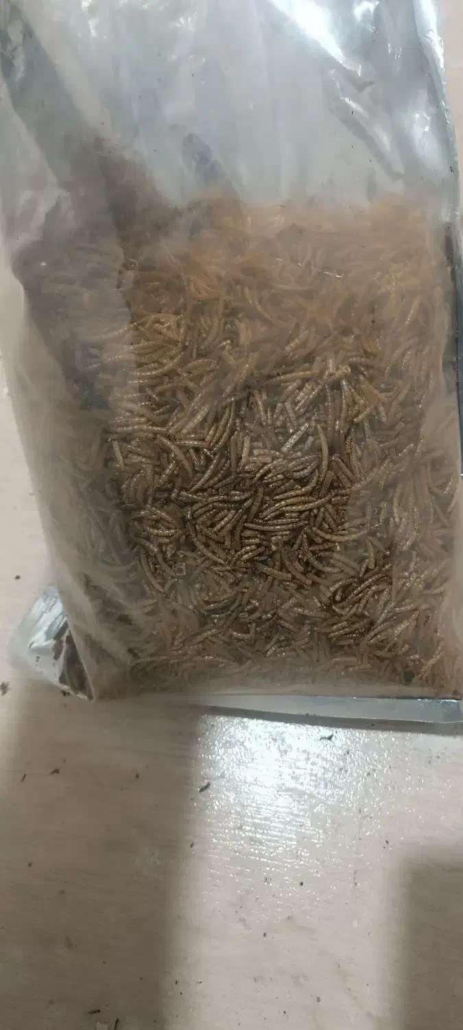 کرم میلورم خشک|خزنده|تبریز, |دیوار