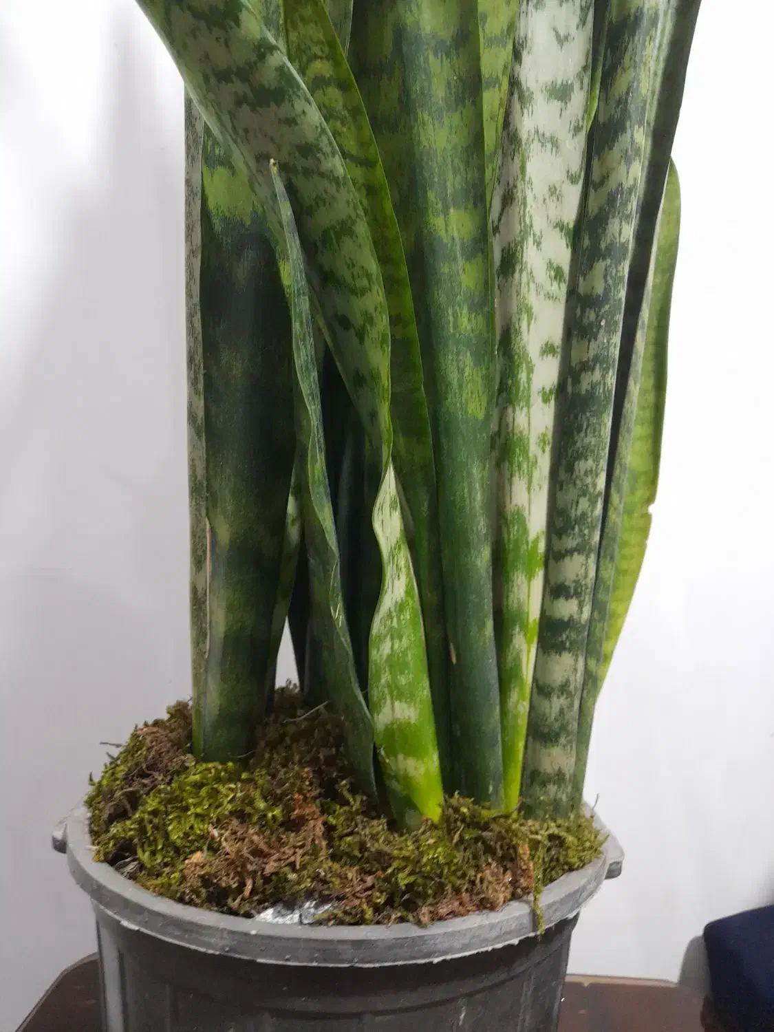 سانسوریا|گل و گیاه طبیعی|قوچان, |دیوار