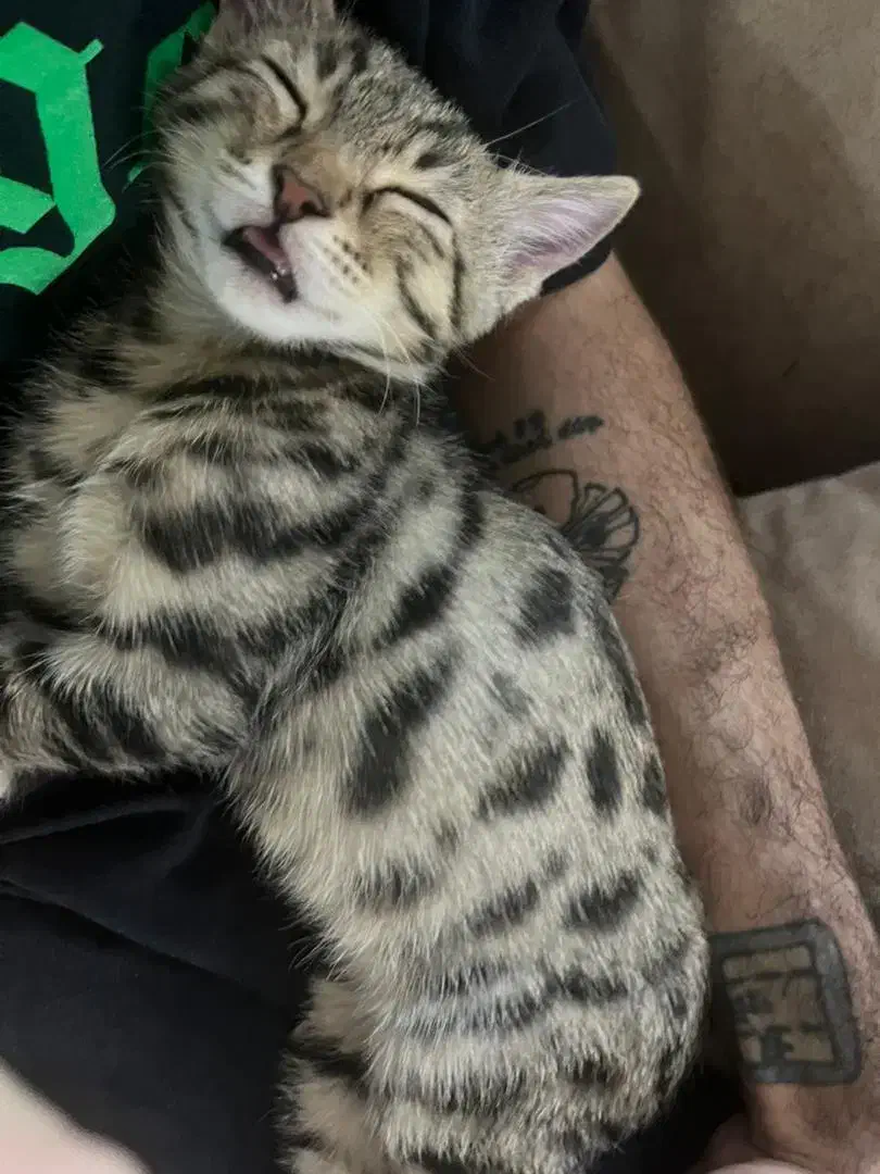 واگذاری گربه شیطون|گربه|مهاباد (آذربایجان غربی), |دیوار