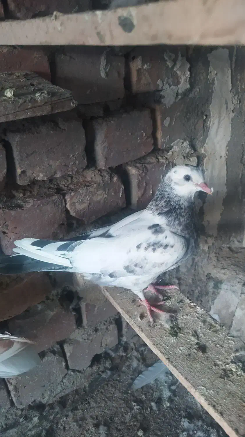 جوجه کبوتر فروشی|پرنده|کاشان, فاز ۲ ناجی آباد|دیوار