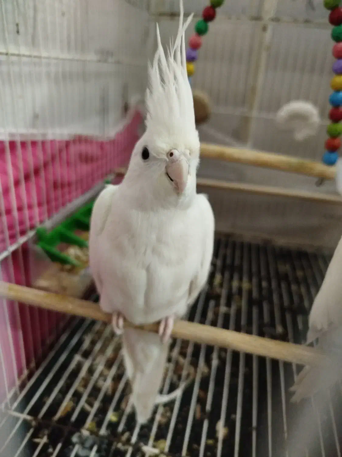 عروسی هلندی آلبینو|پرنده|مشهد, شهید قربانی|دیوار