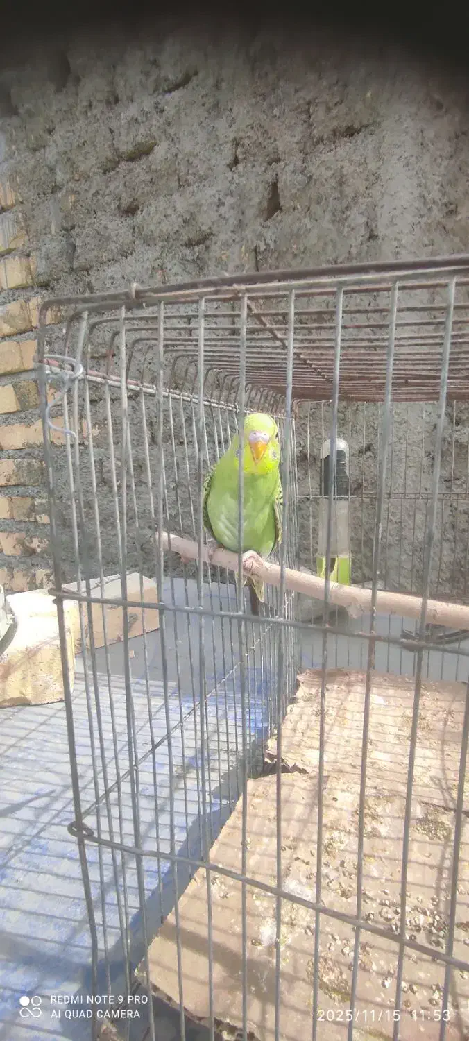 یه جفت مرغ عشق مولدبایه جوجه بفروش میرسد|پرنده|شیراز, شهرک کوشکک|دیوار