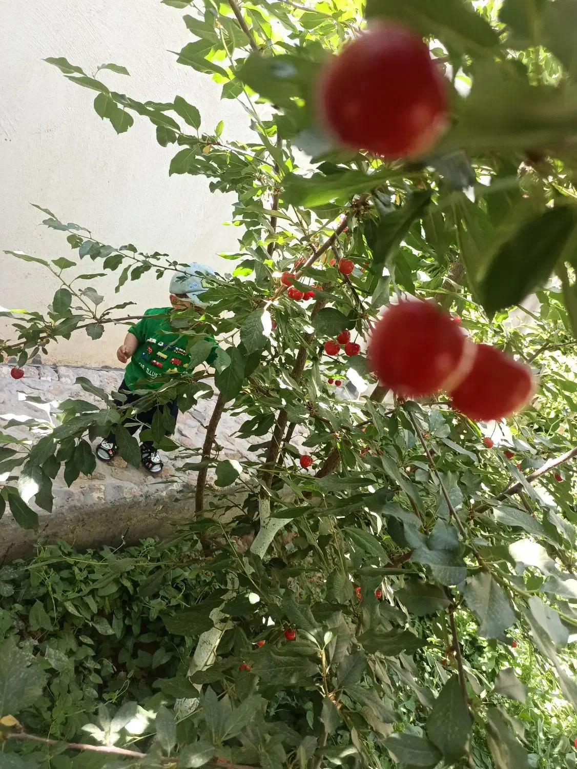 ویلا باغ تقی آباد ابتدای فرعی نصراباد|فروش خانه و ویلا|تفت, |دیوار