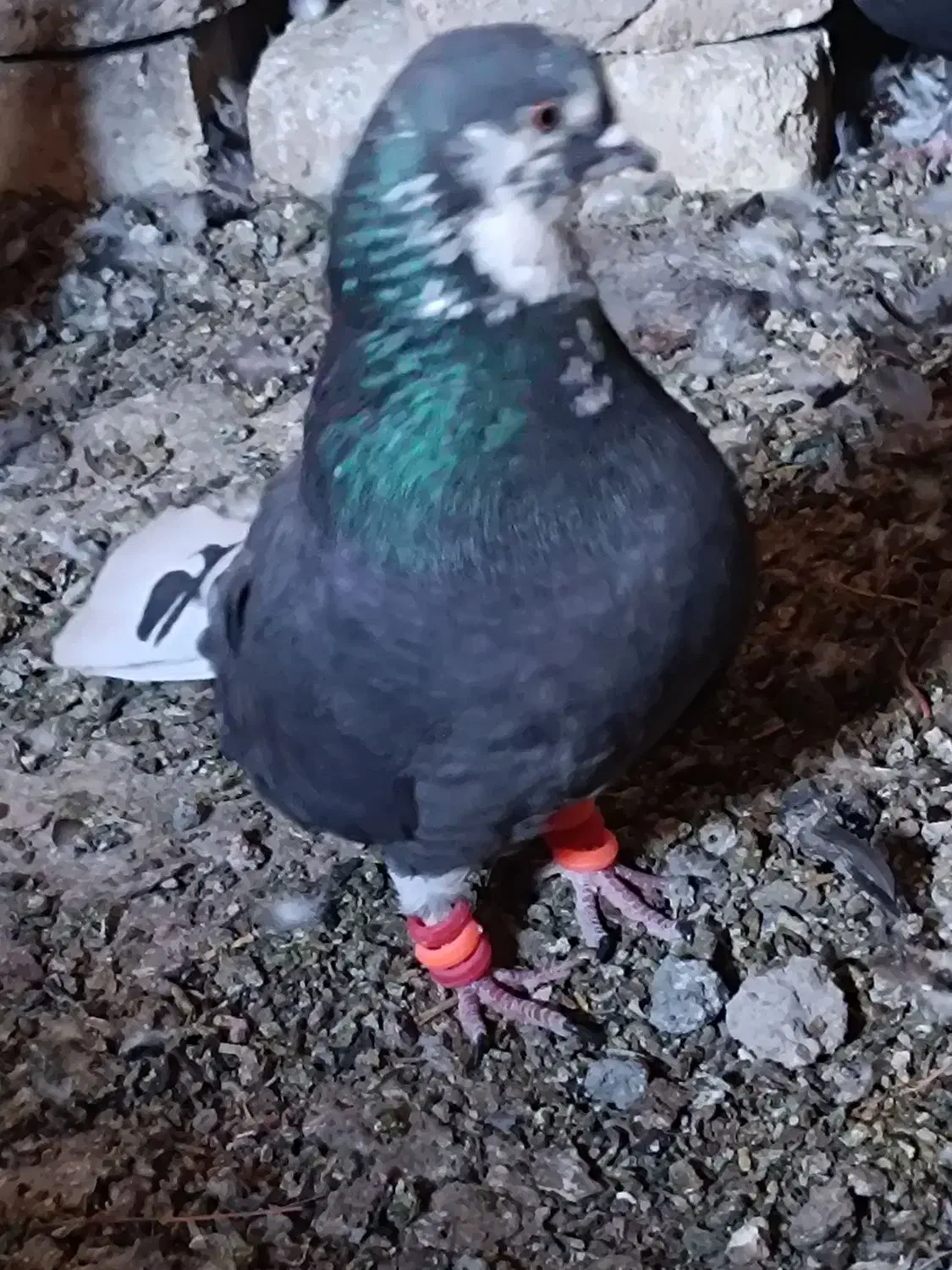 جفت قارایی دم سفید|پرنده|شهرکرد, |دیوار