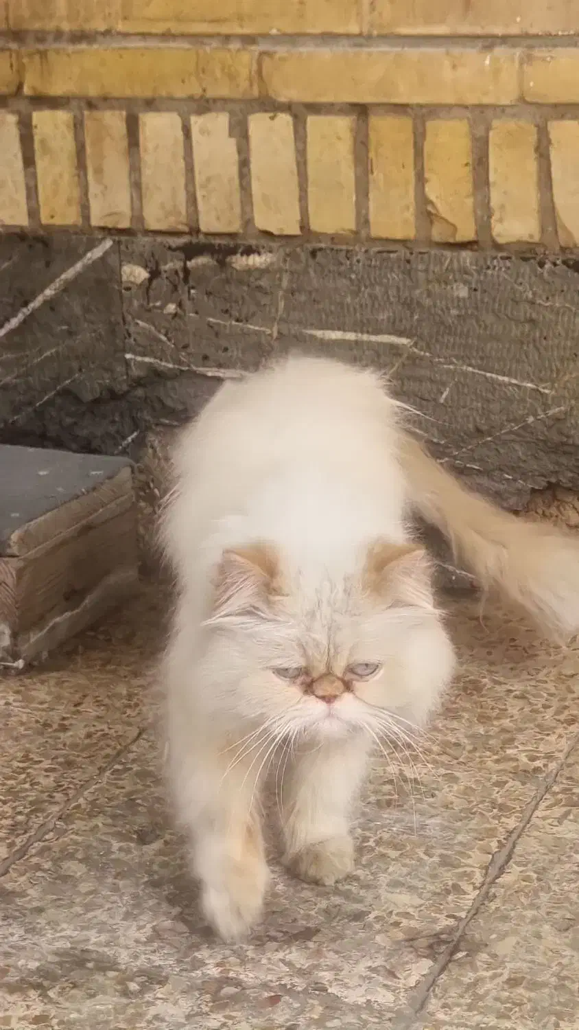 گربه|گربه|اهواز, کوی راه کربلا|دیوار