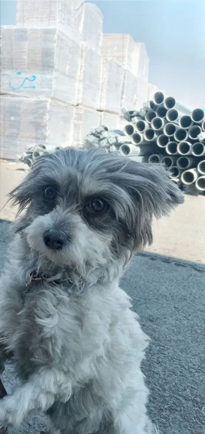 یک باب سگ پاپی ماده|سگ|خمینی‌شهر, |دیوار