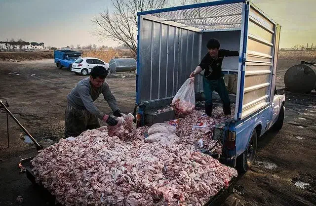 ضایعات مرغ|لوازم جانبی حیوانات|تربت جام, میان جام|دیوار