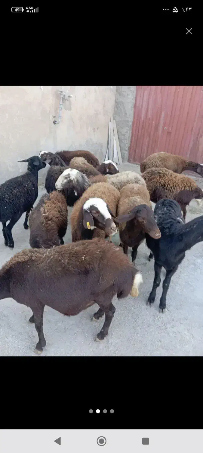 گوسفند افشاری و قزل|حیوانات مزرعه|بروجرد, |دیوار