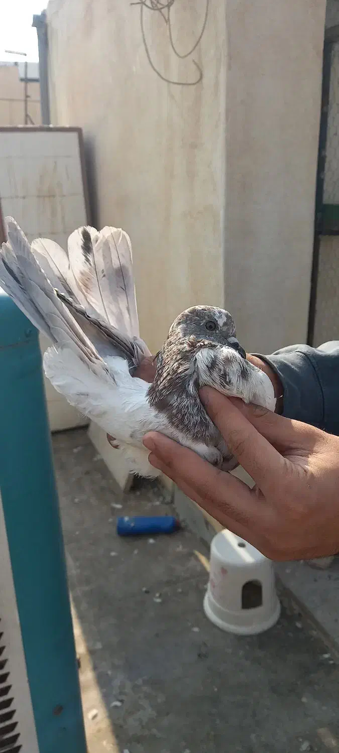 کبوتر پرشی|پرنده|فردیس, سپید دشت|دیوار