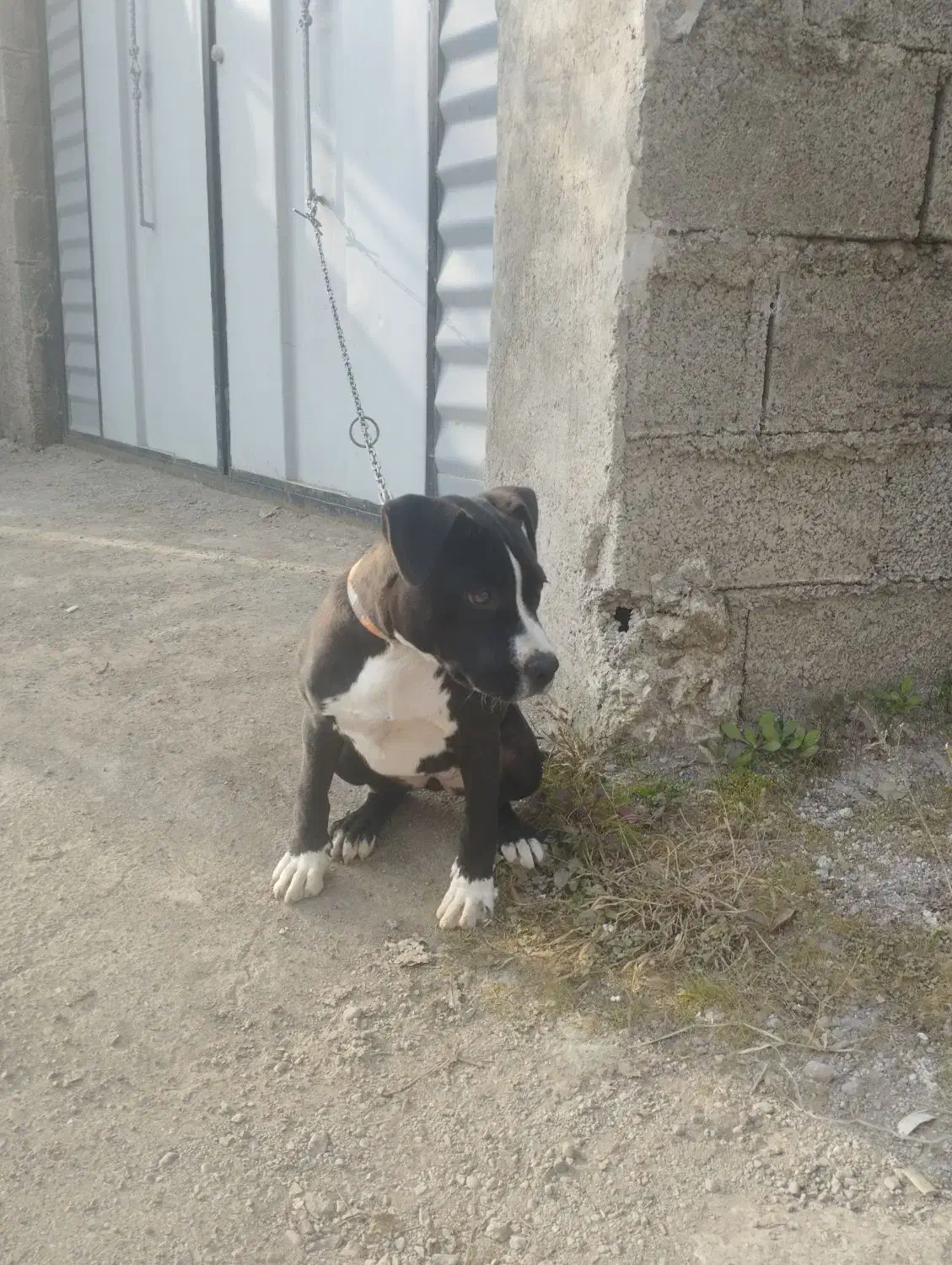 واگذاری طوله ماده امریکن پیتبول|سگ|بندر انزلی, گلشن|دیوار