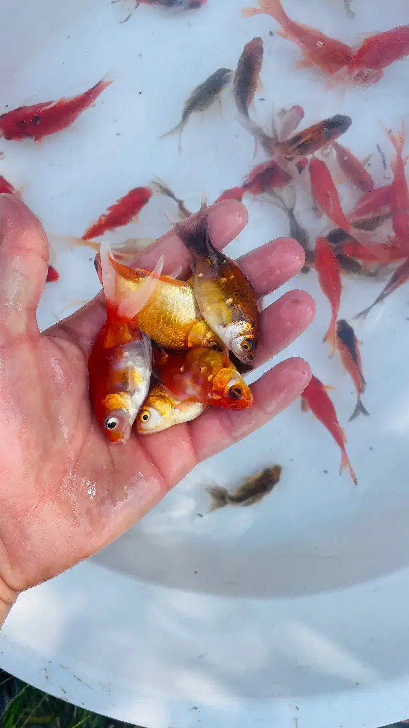 فروش ماهی قرمز،بچه ماهی و ...|ماهی|رشت, گیل|دیوار